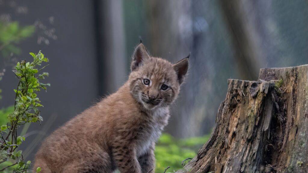 Bündner Wildhüter erschiesst versehentlich drei Luchse statt Wolf