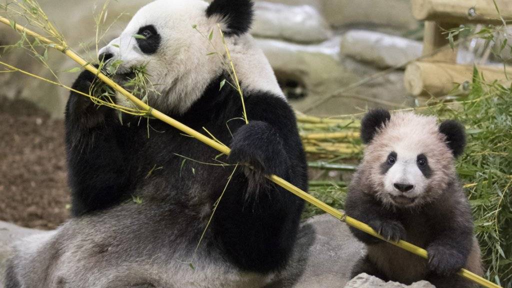Frankreichs erstes Panda-Baby wurde im Zoo in Saint-Aignan-sur-Cher erstmals der Öffentlichkeit vorgestellt. Das Männchen ist fünf Monate alt und  gut elf Kilo schwer.