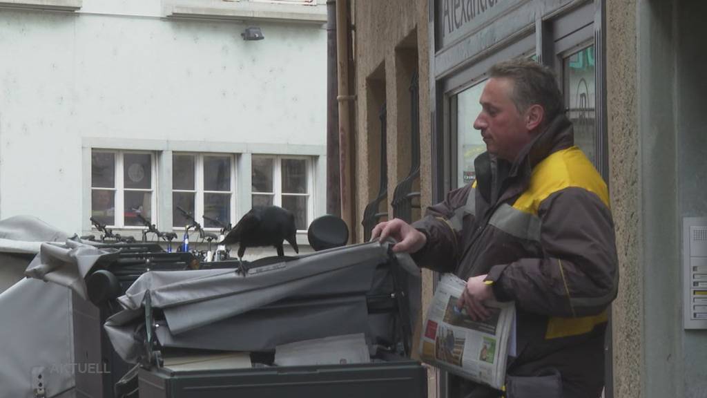 Frecher Vogel: Eine zahme Krähe macht in Baden die Innenstadt unsicher