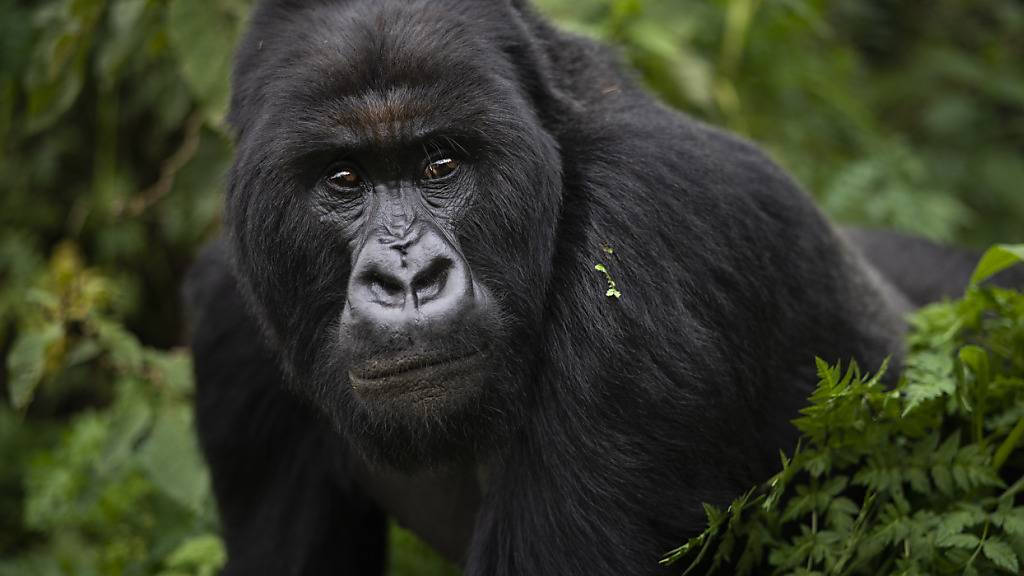 Gorillas treffen Reiseentscheidungen gemeinsam