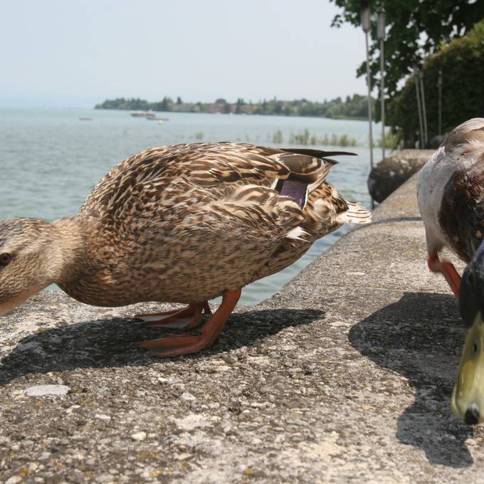Wegen Vogelgrippe: Tote Wildvögel am Bodensee
