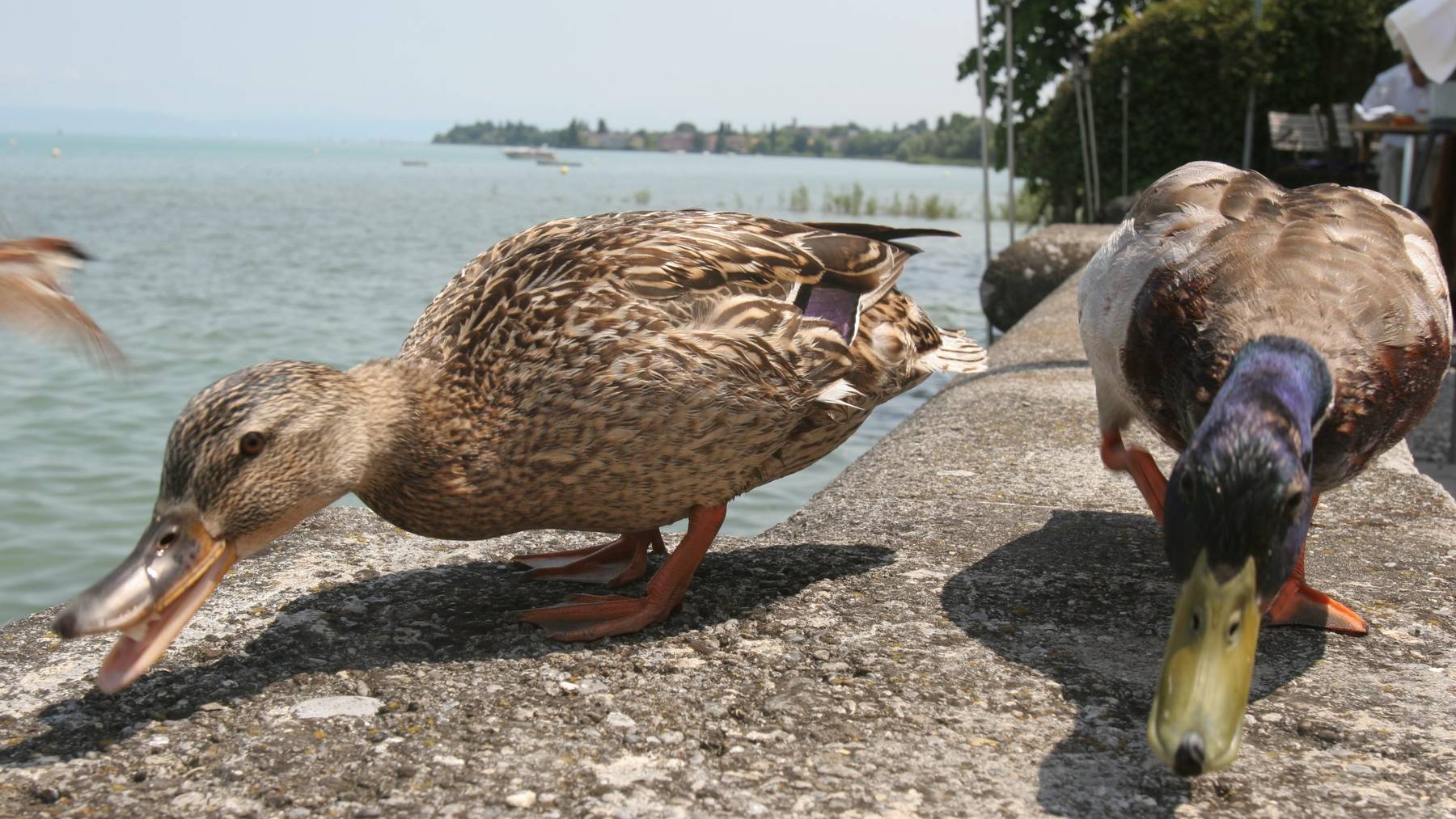 Enten rund um den Bodensee sind an Vogelgrippe erkrankt. (Symbolbild)