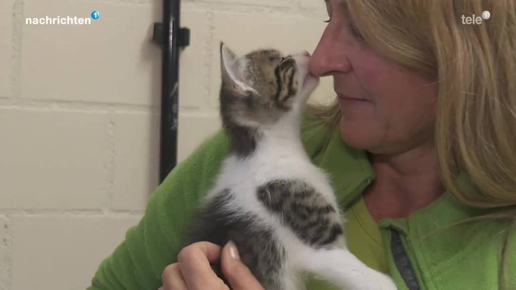 Katzenelend in der Schweiz wird immer grösser