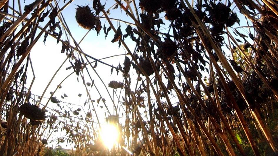 Sonnenblumen-Ernte vergessen?