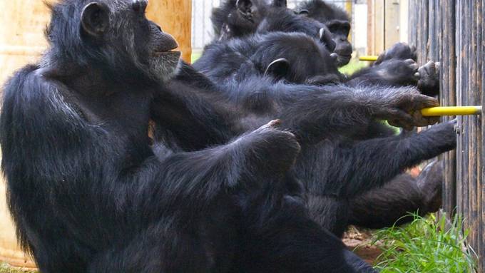 Schimpansen bevorzugen Kooperation gegenüber Konkurrenz