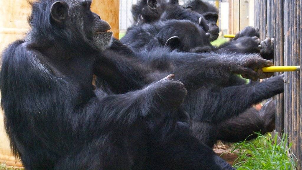 Drei Schimpansen ziehen an dem Versuchsapparat, um Obst zu erhalten, während zwei Artgenossen zusehen.