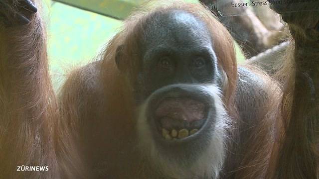 Orang-Utan-Dame „Lea“ ist gestorben