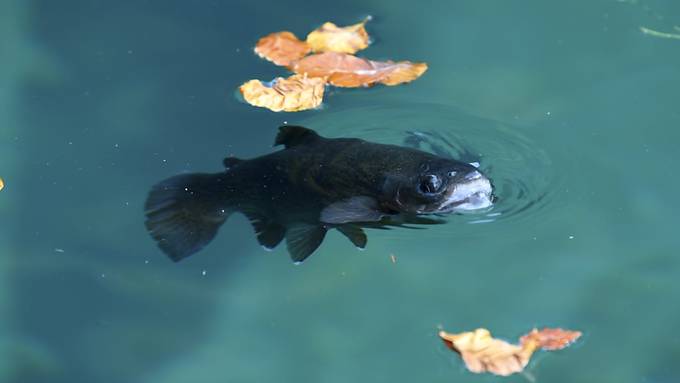 Fische in der Schüss nicht mehr geniessbar