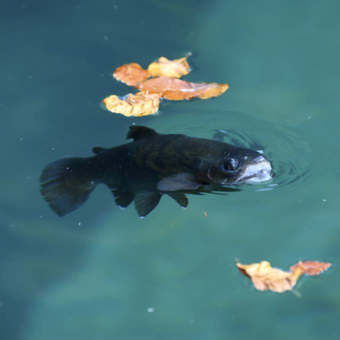 Fische in der Schüss nicht mehr geniessbar