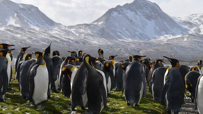 Grösste Königspinguin-Kolonie der Welt drastisch geschrumpft