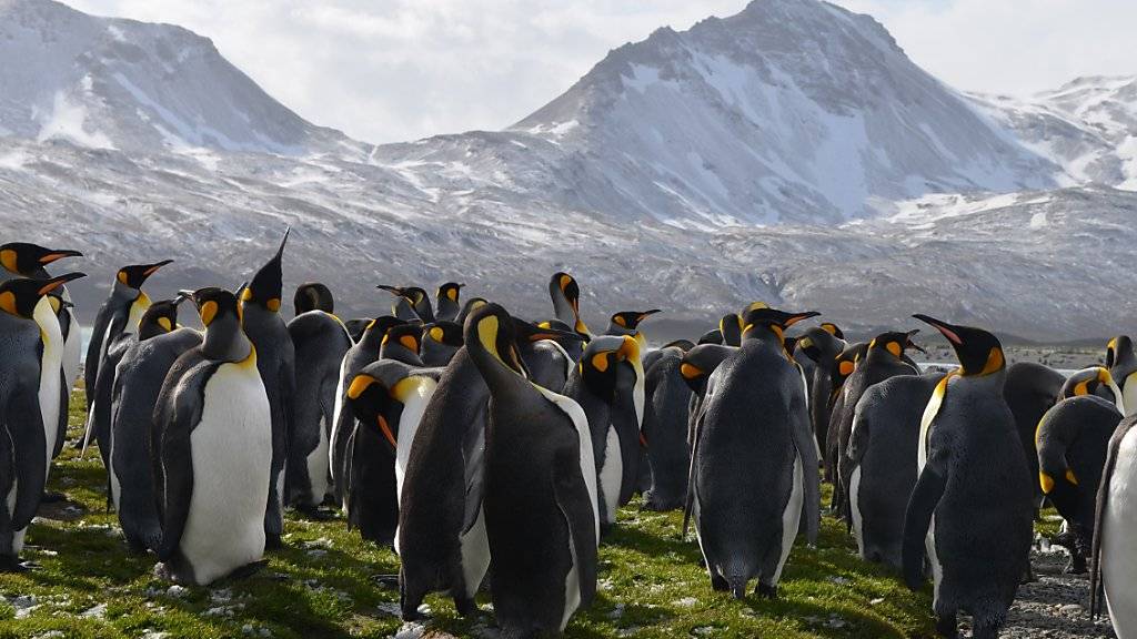 Laut Forschern ist der Bestand an Königspinguinen auf der Ile aux Cochons in den vergangenen 30 Jahren empfindlich zurückgegangen. Im Bild: Pinguine auf Südgeorgien.(Symbolbild)