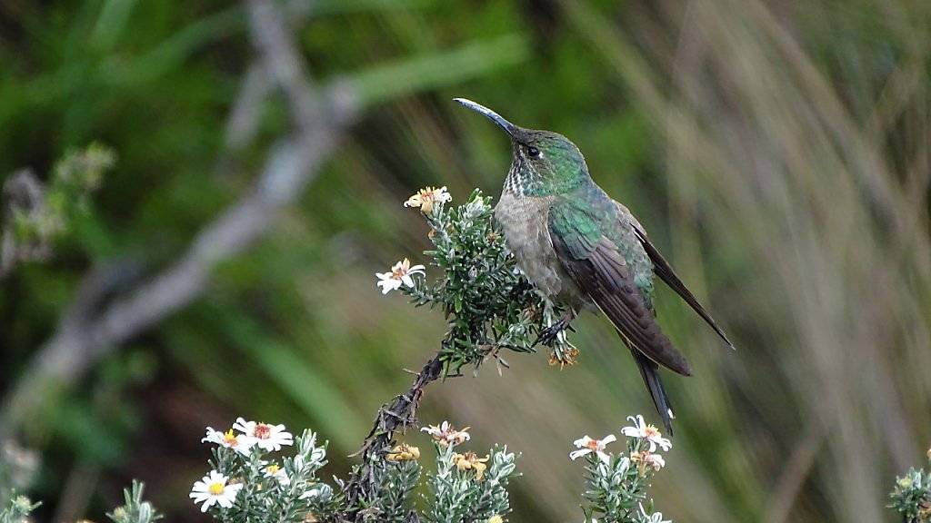 Schillernde blaue Federn am Hals sind das Merkmal der in Ecuador neu entdeckten Kolibri-Art.