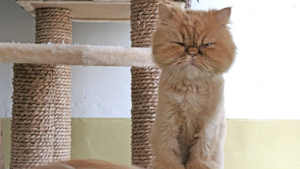 Die erste Flüchtlingskatze Paris hat im Tierheim vorübergehend einen liebevollen Platz gefunden.