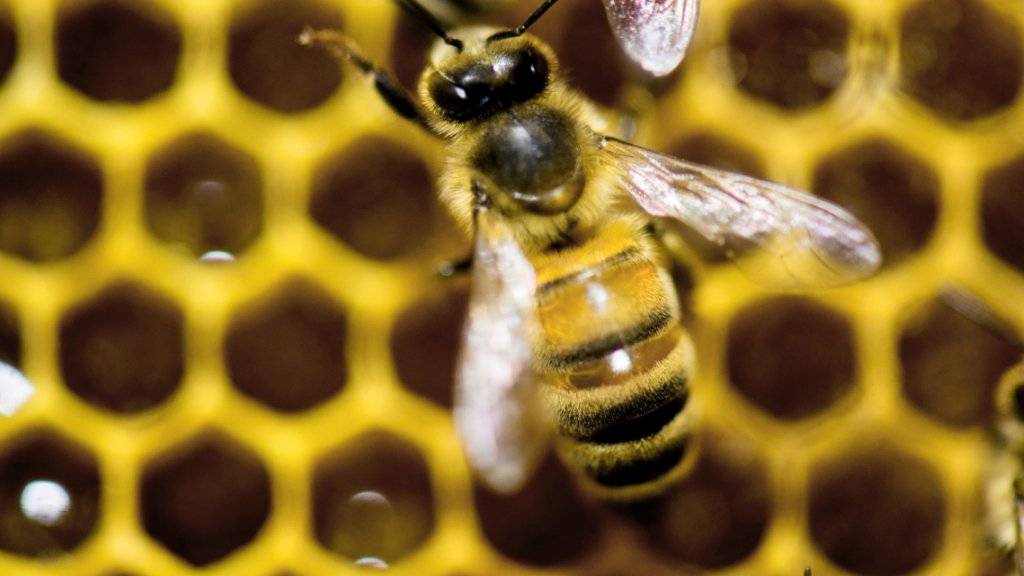 Die Schweizer Imker verlangen zum Schutz der Bienen Zurückhaltung im Umgang mit umstrittenen Pestiziden.