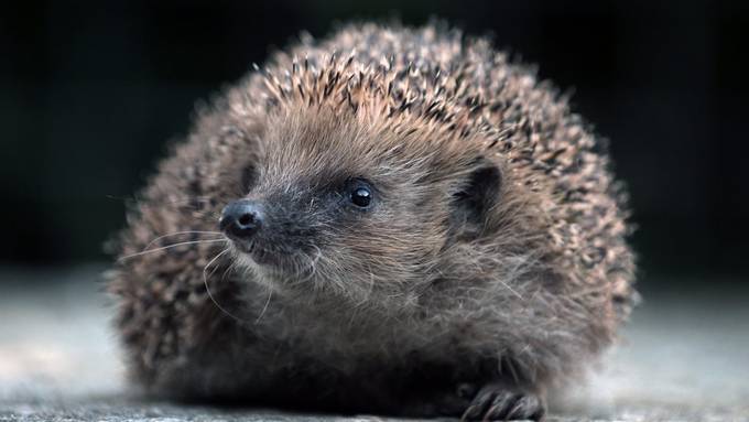 Igel müssen wie ein St.Gallerbrot aussehen