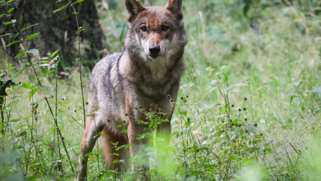 Die Schwyzer Regierung sprach sich gegen die Wolfs-Initiative der SVP aus. (Symbolbild)