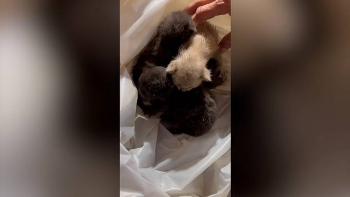 Baby-Katzen werden aus Decke von Einkaufszentrum gerettet