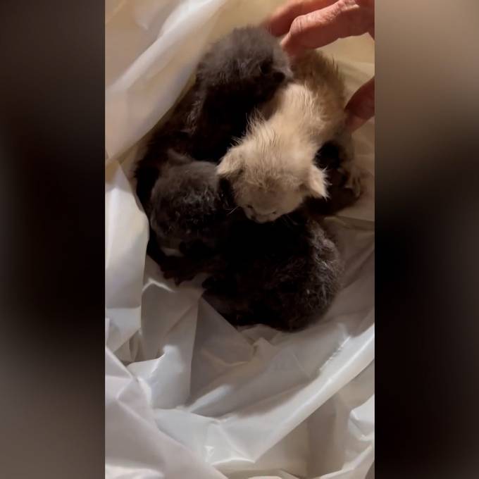 Baby-Katzen werden aus Decke von Einkaufszentrum gerettet