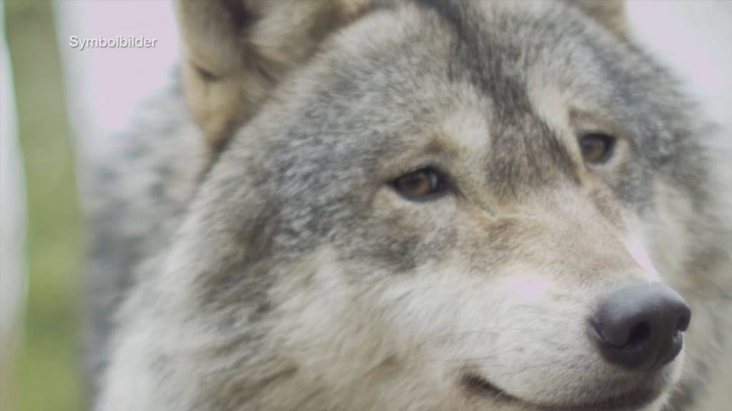 Wolfsriss im Calfeisental: Erstmal erlegen Wölfe ein Rind im Kanton St.Gallen
