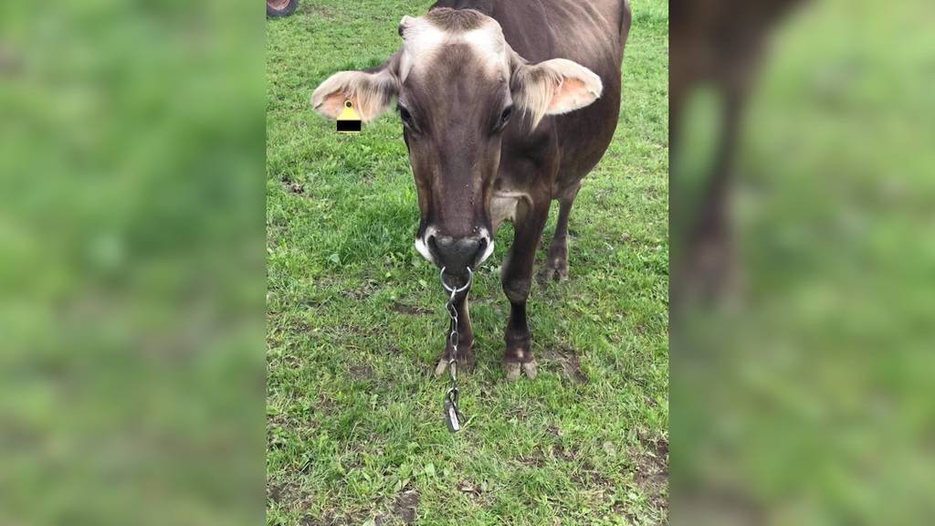 Tierquälerei auf Bauernhof: In Rodersdorf laufen Tierschützer Sturm gegen einen Lokalpolitiker
