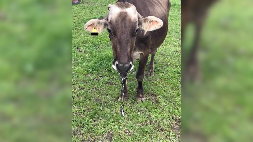 In Rodersdorf laufen Tierschützer Sturm gegen einen Lokalpolitiker