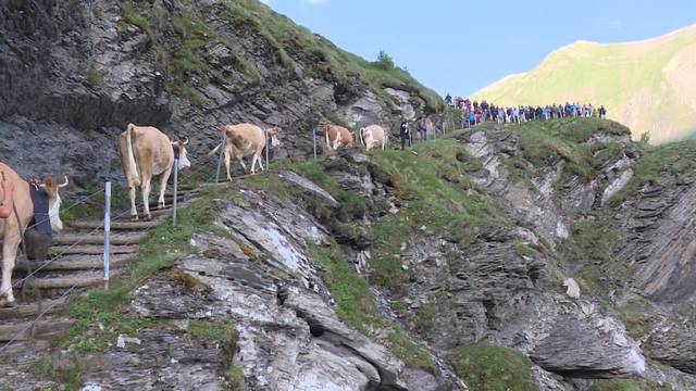 Wanderermagnet: Alpaufzug Engstligenalp