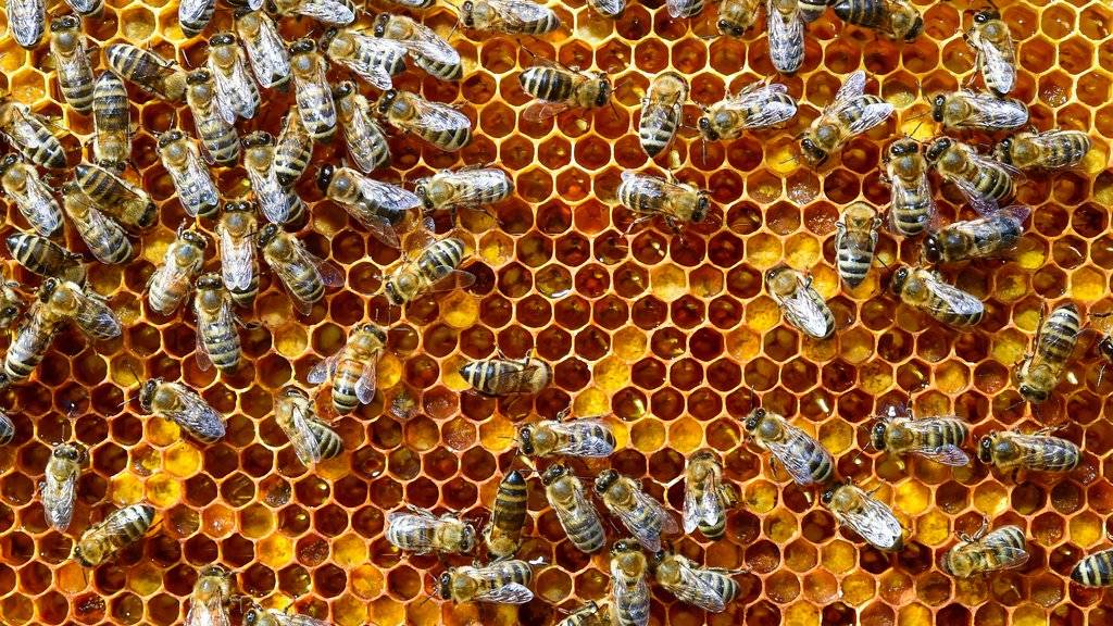 Fleissig sind sie immer - in diesem Jahr hat sich die Arbeit der Bienenvölker aber auch für die Imker und Imkerinnen gelohnt. (Archivbild)