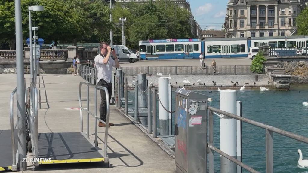 Mittelmeermöwen in der Stadt