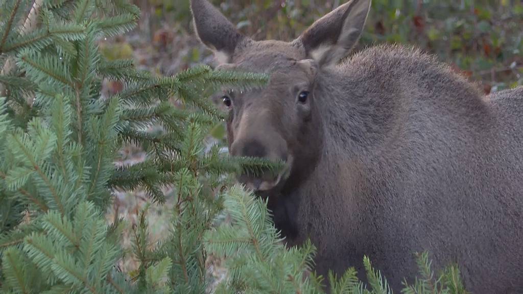 Weihnachtlicher Leckerbissen für den Baby-Elch im Wildnispark Zürich