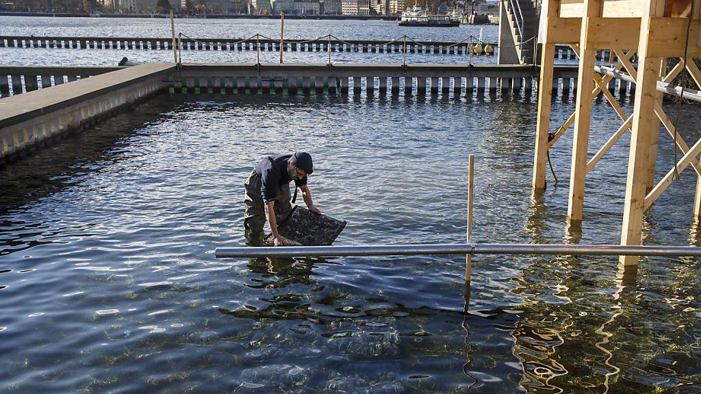 Austern bildeten früher Riffe vom Mittelmeer bis Norwegen