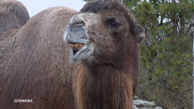 Zürich Zoo: Wieso Kamele wahre Überlebenskünstler sind