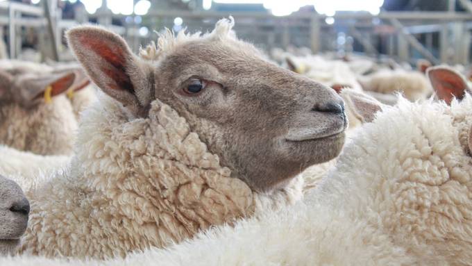 Mögliche Tierquälerei: Coop beendet Partnerschaft