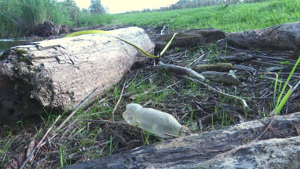 Mission abfallfrei: Labrador Pepe säubert Rheinufer