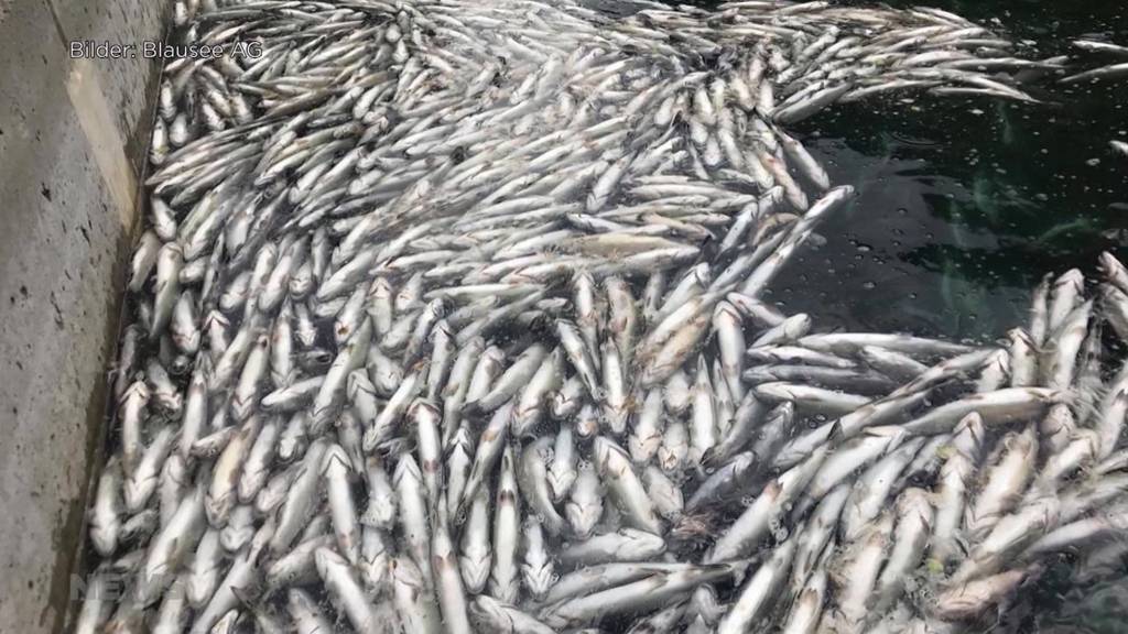 Unendlicher Blausee-Krimi: Nach dem Fischsterben mischt sich auch der Baukonzern Vigier ein 