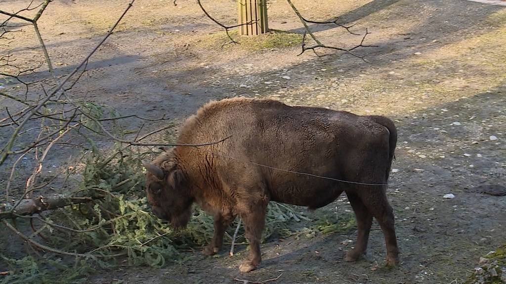   Sanftmütiger Riese mit Alters-Rekord