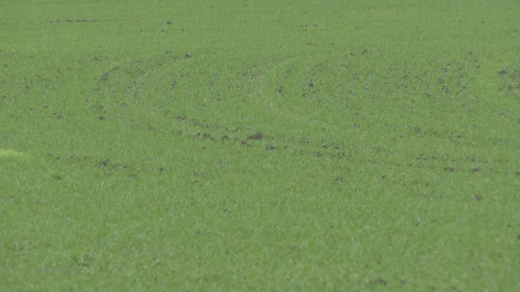 Millionen verloren: Aargauer Grundbesitzerin wehrt sich erfolglos gegen Auszonung
