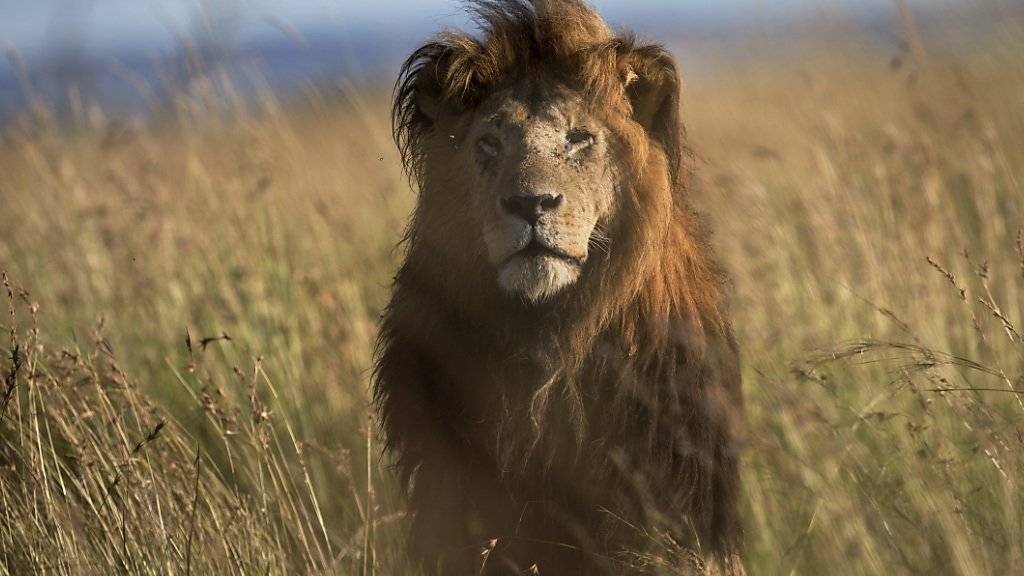 Löwenmännchen wurden wegen Zahnwehs zu menschenfressenden Bestien (Symbolbild)
