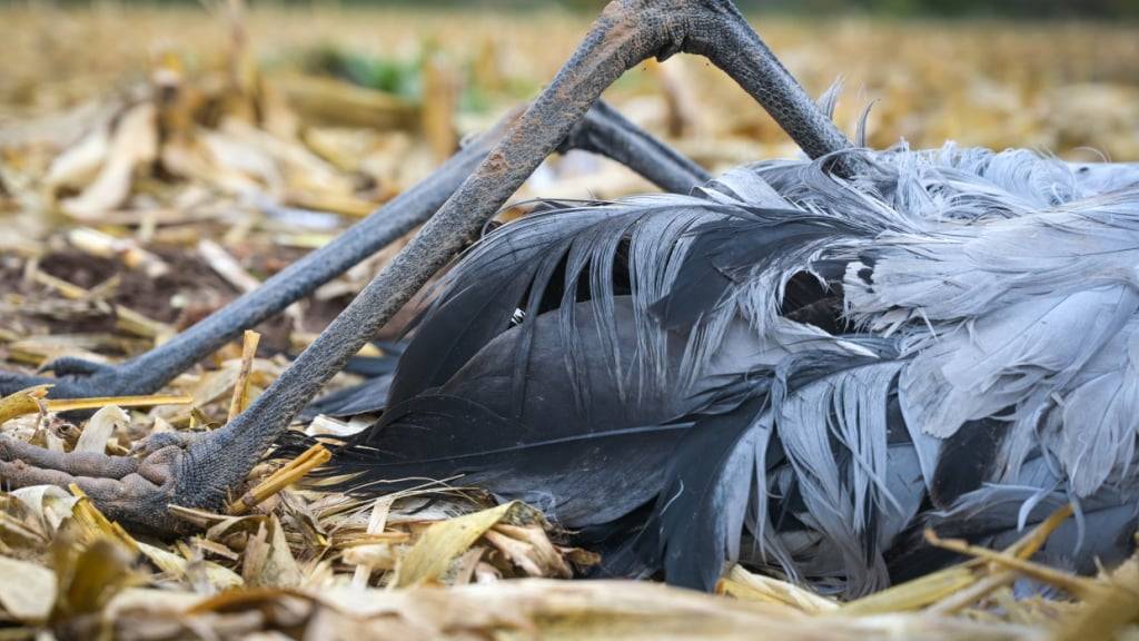In Männedorf ZH wurde bei einer Graugans das Vogelgrippevirus nachgewiesen. Es ist der zweite Fall in der Schweiz in dieser Saison. (Archivbild)
