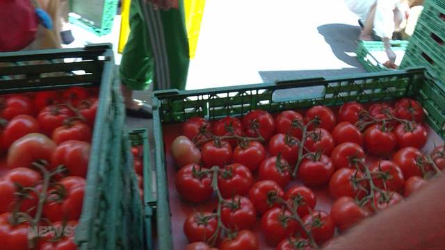 Anti-Foodwaste-Aktion rettet 30 Tonnen Tomaten