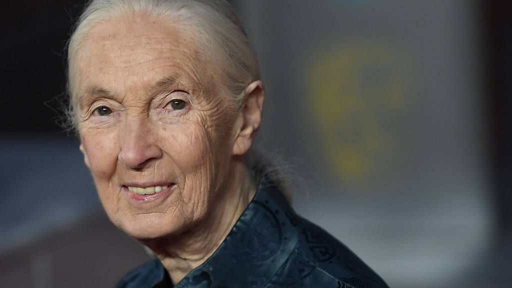 Uni Zürich: Affenforscherin Jane Goodall wird Ehrendoktorin