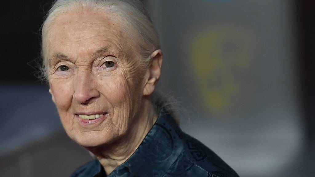 Die Universität Zürich verlieh der Affenforscherin Jane Goodall die Ehrendoktorwürde. (Archivbild)