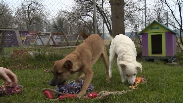 Hundewelpen-Aussetzung war nur erfunden