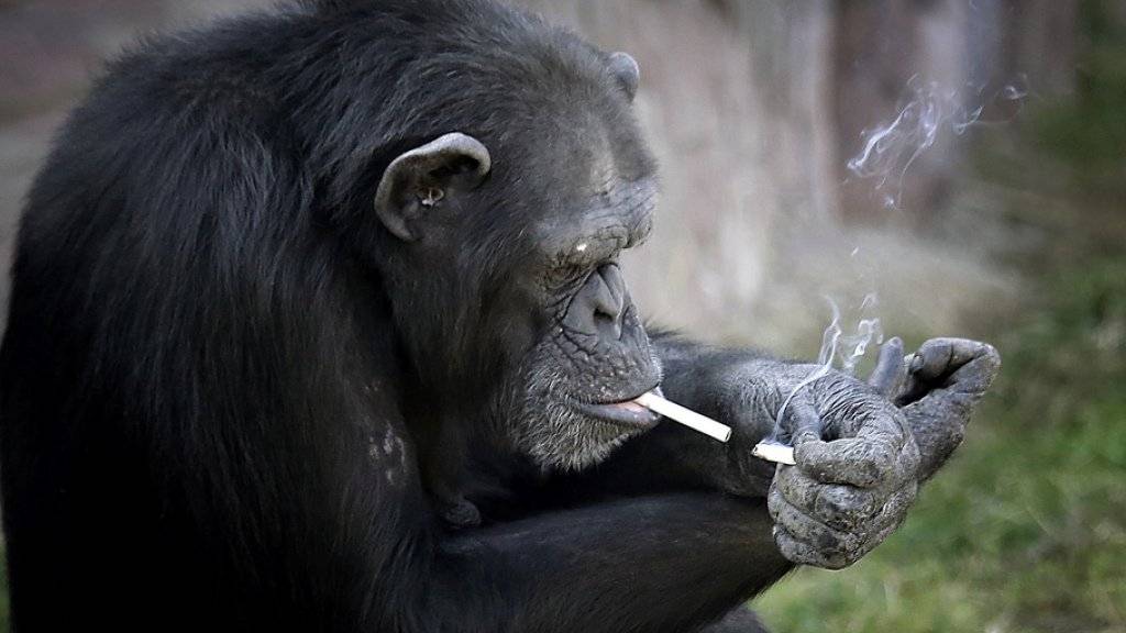 Für Zoobesucher lustig, nicht aber für den rauchenden Affen Manno: Er wurde in Kleidern fotografiert und in der Nacht in einen engen Käfig gesperrt. Nun wurde er von Tierschützern aus dem irakischen Zoo befreit. (Symbolbild)
