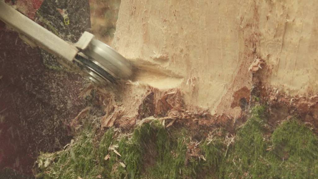 So wird Nidwaldner Mondholz geerntet