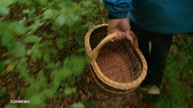 Sammelfrust: 80 Prozent weniger Pilze