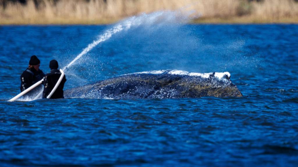 Helfer sind direkt am Buckelwal vor der deutschen Insel Poel im Einsatz. Foto: Jens Büttner/dpa