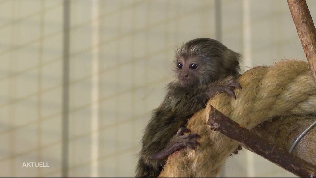 Die Affenbabys sind getauft!