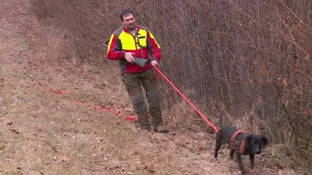6000 Wildtier-Unfälle pro Jahr