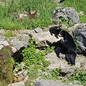 Die Brillenbären-Babys sind zum ersten Mal draussen