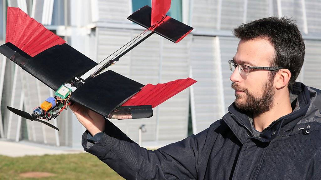 EPFL-Forscher Stefano Mintchev mit der neu entwickelten Drohne. Die künstlichen Schwungfedern (rot) an den Flügeln lassen sich ein- oder beidseitig zusammenfalten oder ausfächern.